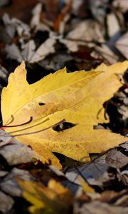 Preview wallpaper sheet, autumn, maple, bright, yellow