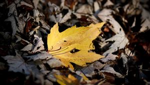 Preview wallpaper sheet, autumn, maple, bright, yellow