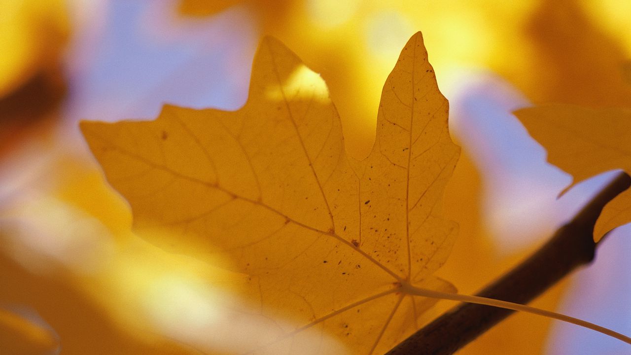 Wallpaper sheet, autumn, maple, yellow, branch, veins