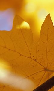 Preview wallpaper sheet, autumn, maple, yellow, branch, veins