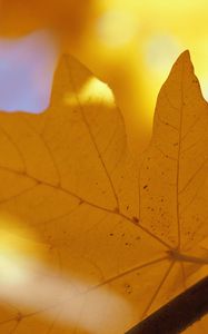 Preview wallpaper sheet, autumn, maple, yellow, branch, veins