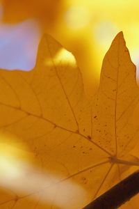 Preview wallpaper sheet, autumn, maple, yellow, branch, veins