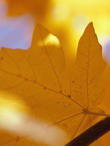 Preview wallpaper sheet, autumn, maple, yellow, branch, veins