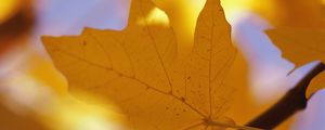 Preview wallpaper sheet, autumn, maple, yellow, branch, veins