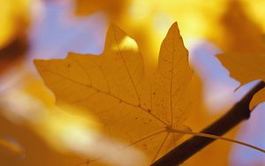 Preview wallpaper sheet, autumn, maple, yellow, branch, veins