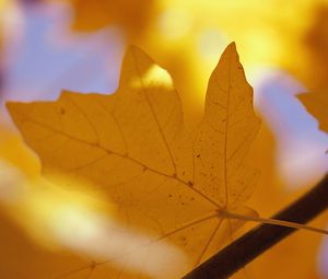 Preview wallpaper sheet, autumn, maple, yellow, branch, veins