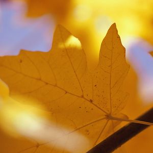 Preview wallpaper sheet, autumn, maple, yellow, branch, veins