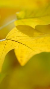 Preview wallpaper sheet, autumn, yellow, background