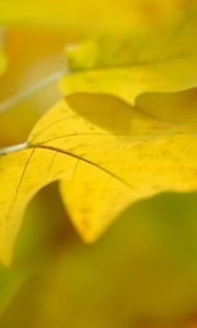 Preview wallpaper sheet, autumn, yellow, background