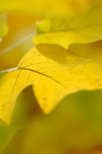 Preview wallpaper sheet, autumn, yellow, background