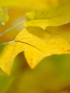 Preview wallpaper sheet, autumn, yellow, background