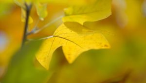 Preview wallpaper sheet, autumn, yellow, background