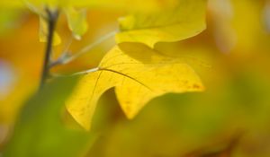 Preview wallpaper sheet, autumn, yellow, background