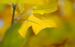 Preview wallpaper sheet, autumn, yellow, background