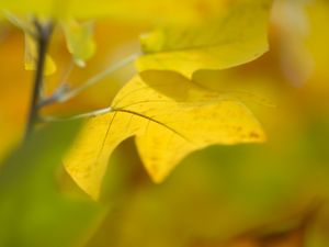 Preview wallpaper sheet, autumn, yellow, background