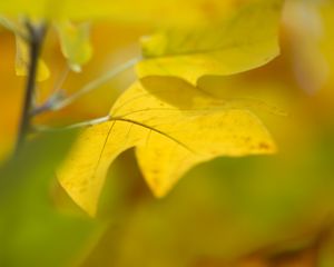 Preview wallpaper sheet, autumn, yellow, background