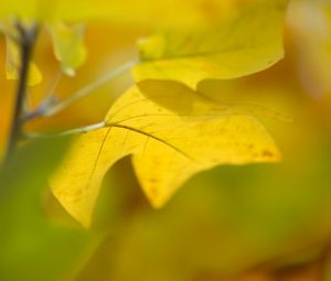 Preview wallpaper sheet, autumn, yellow, background