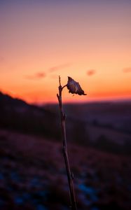 Preview wallpaper sheet, branch, macro, sunset