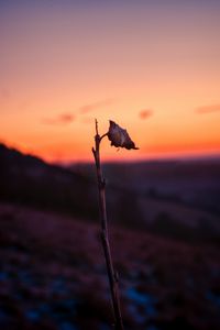 Preview wallpaper sheet, branch, macro, sunset