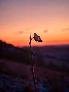 Preview wallpaper sheet, branch, macro, sunset