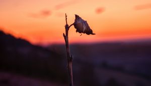 Preview wallpaper sheet, branch, macro, sunset