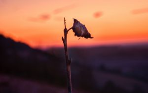 Preview wallpaper sheet, branch, macro, sunset