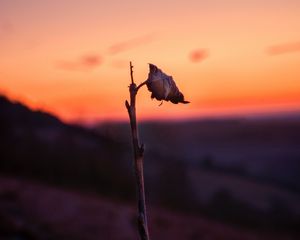 Preview wallpaper sheet, branch, macro, sunset