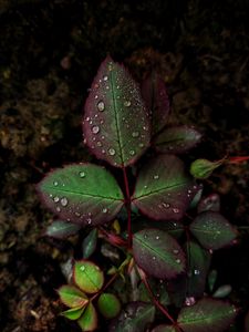 Preview wallpaper sheet, drops, macro, plant, carved