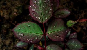 Preview wallpaper sheet, drops, macro, plant, carved