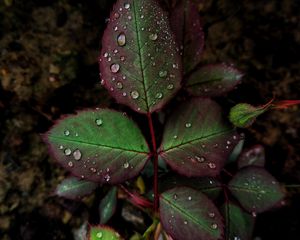 Preview wallpaper sheet, drops, macro, plant, carved