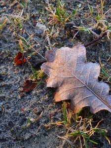 Preview wallpaper sheet, earth, oak, cold, frost, hoarfrost