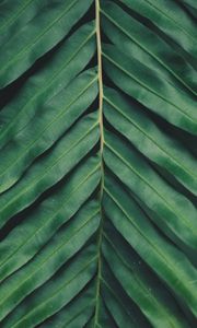 Preview wallpaper sheet, plant, green, carved, macro, blur