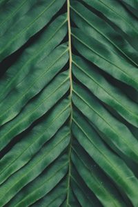 Preview wallpaper sheet, plant, green, carved, macro, blur