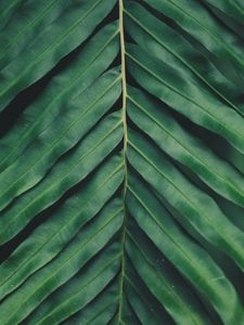 Preview wallpaper sheet, plant, green, carved, macro, blur