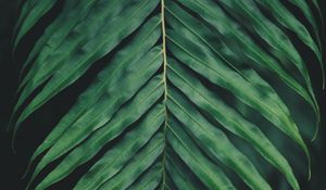 Preview wallpaper sheet, plant, green, carved, macro, blur