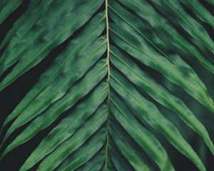 Preview wallpaper sheet, plant, green, carved, macro, blur