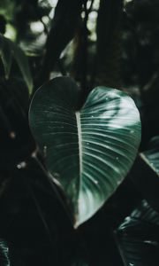 Preview wallpaper sheet, plant, striped, macro, blur