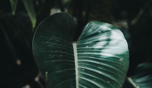 Preview wallpaper sheet, plant, striped, macro, blur