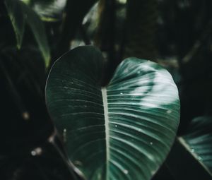 Preview wallpaper sheet, plant, striped, macro, blur