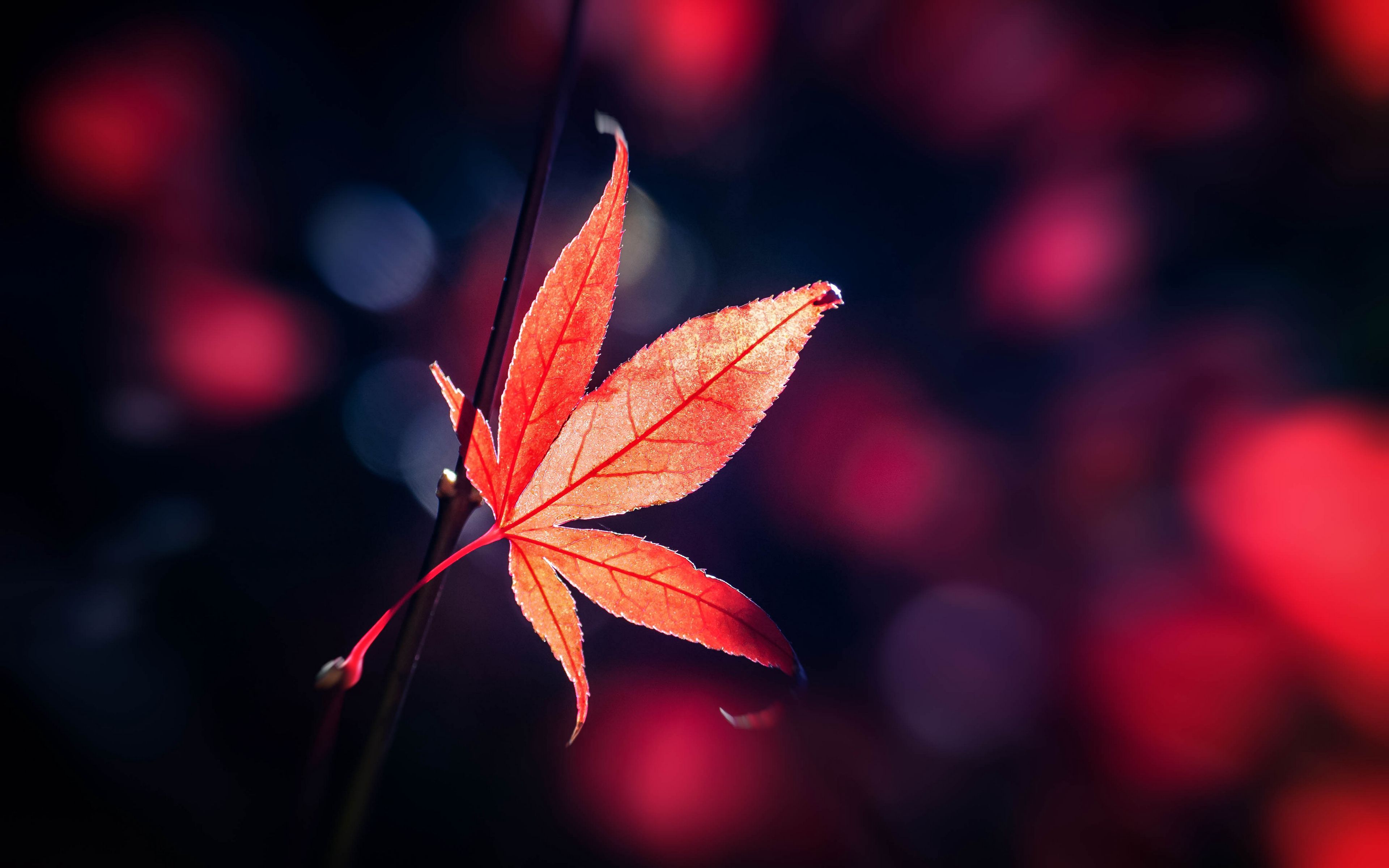 Download wallpaper 3840x2400 sheet, red, glare, blur 4k ultra hd 16:10 hd  background