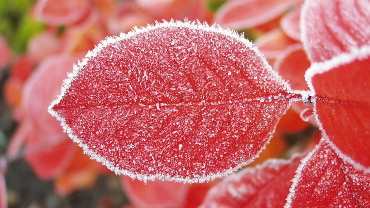 Wallpaper sheet, red, hoarfrost, frost, cold