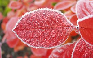 Preview wallpaper sheet, red, hoarfrost, frost, cold