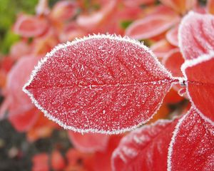 Preview wallpaper sheet, red, hoarfrost, frost, cold