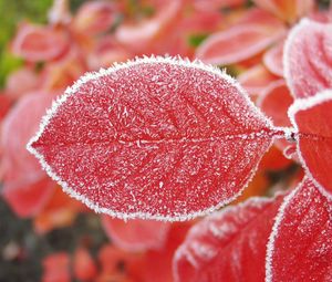 Preview wallpaper sheet, red, hoarfrost, frost, cold