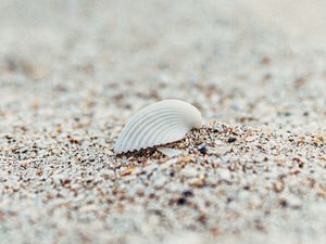 Preview wallpaper shell, beach, sand