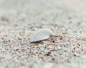 Preview wallpaper shell, beach, sand