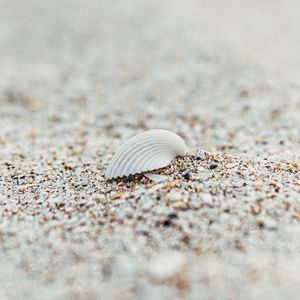 Preview wallpaper shell, beach, sand