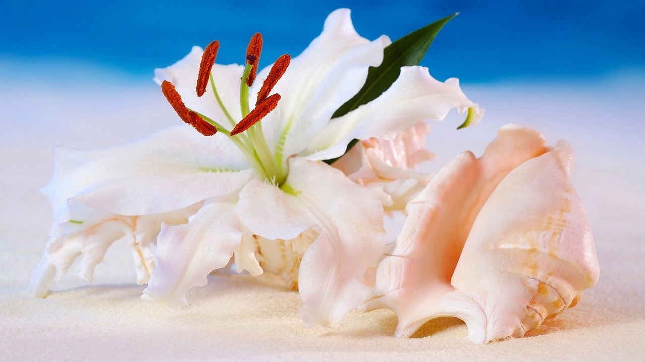 Wallpaper shell, flowers, background hd, picture, image