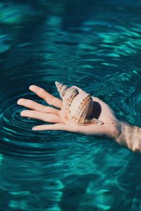 Preview wallpaper shell, hand, water