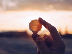 Preview wallpaper shell, hands, sunlight, fingers